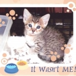 So Co - Egyptian Mau bronze male DOB 3/27/10