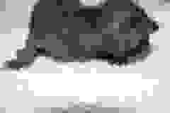 Onyx - (Nyxxi) Egyptian Mau Black On Black Female  DOB 3-27-10