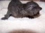 Onyx - (Nyxxi) Egyptian Mau Black On Black Female  DOB 3-27-10