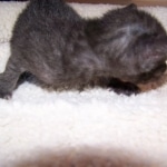 Onyx - Black on Balck Egyptian Mau Female DOB 3/27/10