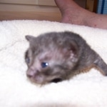 Onyx - Black on Black Egyptian Mau Female DOB 3/27/10