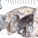 Onyx - Black on Balck Egyptian Mau Female DOB 3/27/11