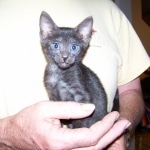 Onyx - Black on Balck Egyptian Mau Female DOB 3/27/10