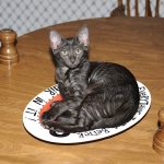 Onyx - Black on Black Egyptian Mau Female DOB 3/27/10
