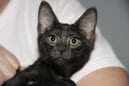Onyx - Black on Black Egyptian Mau Female DOB 3/27/10
