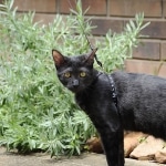 Onyx - Black on Black Egyptian Mau Female DOB 3/27/11