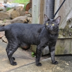 Onyx - Black on Balck Egyptian Mau Female DOB 3/27/12