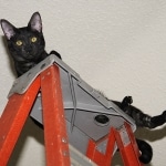 Onyx - Black on Balck Egyptian Mau Female DOB 3/27/13