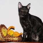 Onyx - Black on Black Egyptian Mau Female DOB 3/27/13