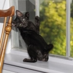 Onyx - Black on Black Egyptian Mau Female DOB 3/27/10