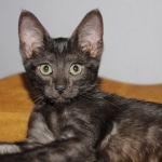Onyx - Black on Black Egyptian Mau Female DOB 3/27/10