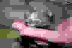 Osiris - Egyptian Mau Smoke Male  DOB 4-11-10