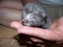 Osiris - Egyptian Mau Smoke Male  DOB 4-11-10