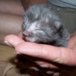 Osiris - Egyptian Mau smoke male DOB 4-11-10