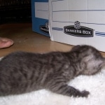 Osiris - Egyptian Mau Smoke Male DOB 4-11-10