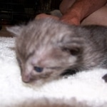 Osiris - Egyptian Mau smoke male DOB 4-11-10
