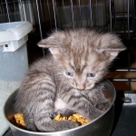 Osiris - Egyptian Mau smoke male DOB 4-11-10