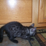 Osiris - Egyptian Mau smoke male DOB 4-11-10