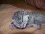 Isis - Egyptian Mau Silver Female  DOB 4-11-10