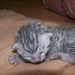 Isis - Egyptian Mau Silver Female DOB 4/11/10