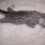 Isis - Egyptian Mau Silver Female DOB 4/11/10