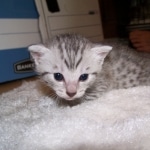Isis - Egyptian Mau Silver Female DOB 4/11/10