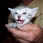 Isis - Egyptian Mau Silver Female DOB 4/11/10