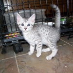 Isis - Egyptian Mau Silver Female DOB 4/11/10