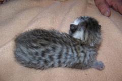 Erin - Egyptian Mau Bronze-Silver Female  DOB 4-11-10