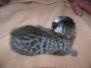 Erin - Egyptian Mau Bronze-Silver Female  DOB 4-11-10