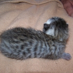 Erin - Egyptain Mau Silver/Bronze Female DOB 4-11-10