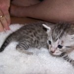 Erin - Egyptain Mau Silver/Bronze Female DOB 4-11-10
