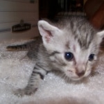 Erin - Egyptain Mau Silver/Bronze Female DOB 4-11-10