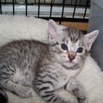 Erin - Egyptain Mau Silver/Bronze Female DOB 4-11-10