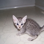 Erin - Egyptain Mau Silver/Bronze Female DOB 4-11-10