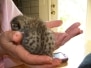 Osirus - Egyptian Mau Bronze Male  DOB 4-22-10