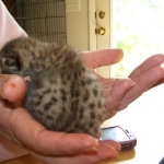 Osirus - Egyptian Mau Bronze Male DOB 4/22/10