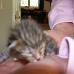 Osirus - Egyptian Mau Bronze Male DOB 4/22/10
