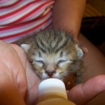 Osirus - Egyptian Mau Bronze Male DOB 4/22/10