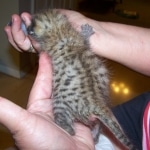 Osirus - Egyptian Mau Bronze Male DOB 4/22/10