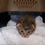 Osirus - Egyptian Mau Bronze Male DOB 4/22/10