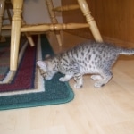 Osirus - Egyptian Mau Bronze Male DOB 4/22/10