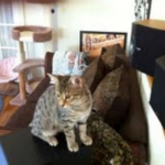 Osirus - Egyptian Mau Bronze Male DOB 4/22/10