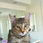 Osirus - Egyptian Mau Bronze Male DOB 4/22/10