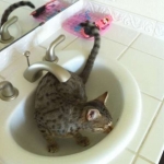 Osirus - Egyptian Mau Bronze Male DOB 4/22/10