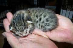 Gabriel Nefertiti - Bronze Egyptian Mau Female  DOB 5-18-2010