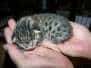 Gabriel Nefertiti - Bronze Egyptian Mau Female  DOB 5-18-2010