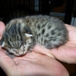 Gabriel Nefertiti - Bronze Egyptain Mau Female dob 5/18/10