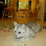 Sparkle -Silver Egyptian Mau- retired queen