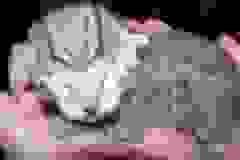 Michael Akhenaten - Bronze Egyptain Mau Male